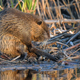 Illustration for article titled Beaver rehabilitating at womans home keeps building dams out of her stuff